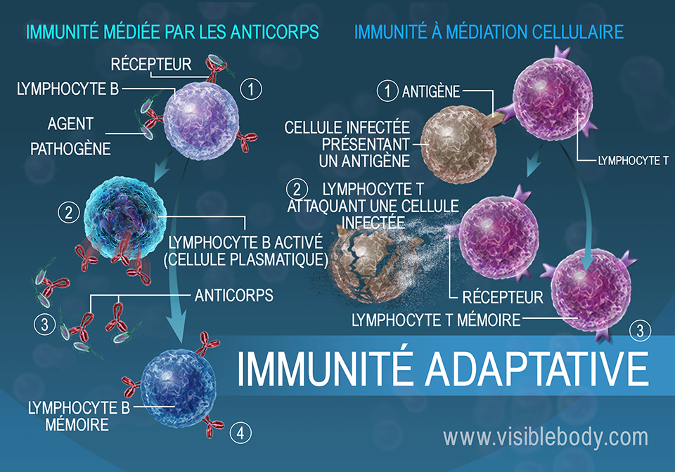 L'immunité à médiation humorale et l'immunité à médiation cellulaire sont des mesures adaptatives auxquelles recourt le corps pour lutter contre les pathogènes